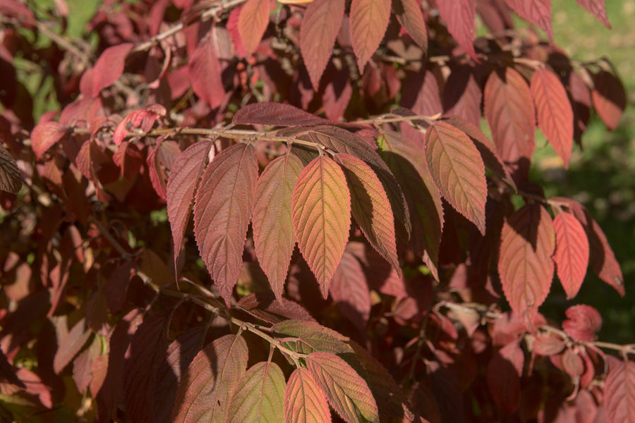 Viburnum Kilimanjaro 45 Litre Specimen Pot 150-175cm