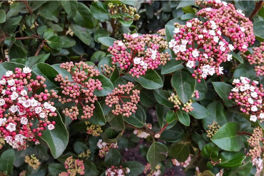 Viburnum Tinus Spirit 12lt pot Height 60-90cm