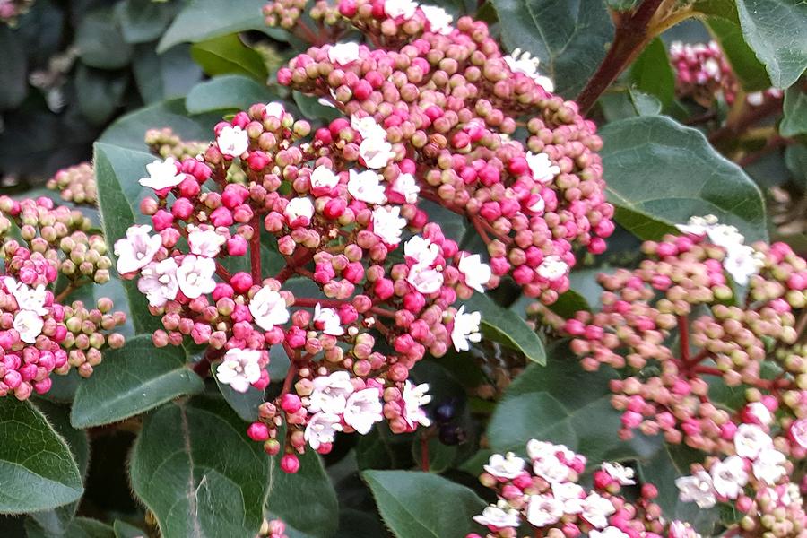 Viburnum Tinus 2lt pot Height 30-40cm