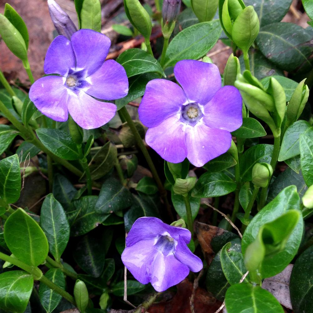 Vinca Minor 'Periwinkle' 1.5 litre