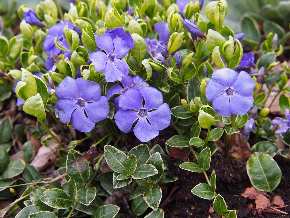Vinca Minor Ralph Shugert 'Periwinkle' 13cm Pot