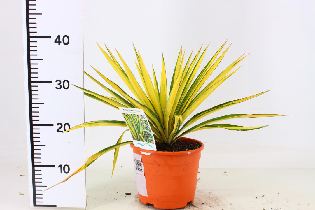 Yucca Gloriosa Variegata (2 Litre Pot)