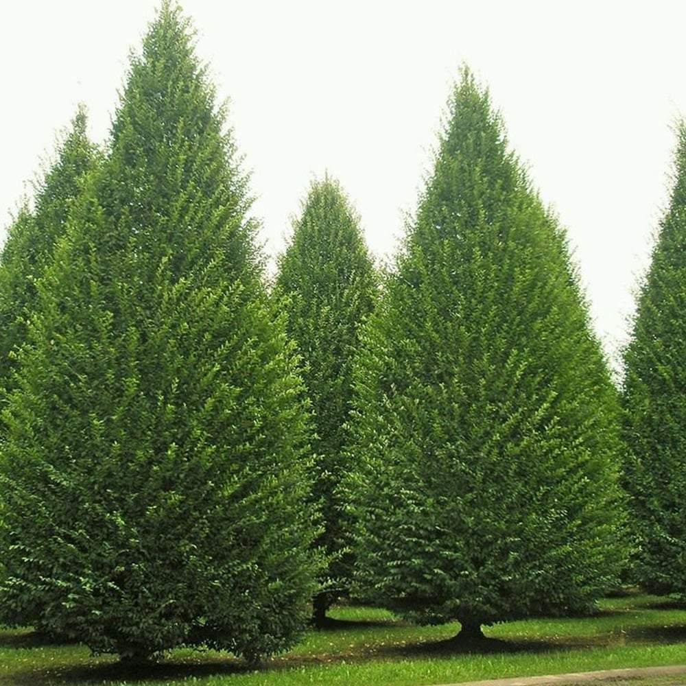 Carpinus Betulus Fastigiata Lucas 'Columnar Hornbeam' 230 litre (20-25cm Girth)