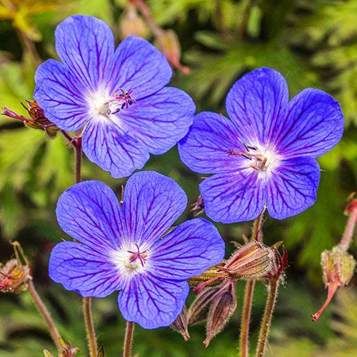 Geranium ‘Kaya’ - Cranesbill - 2 Lt pot