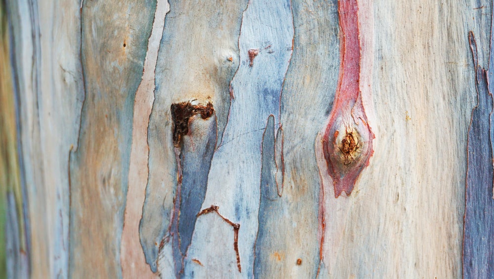 Eucalyptus Gunii Cider Gum Tree 2 Litre Pot
