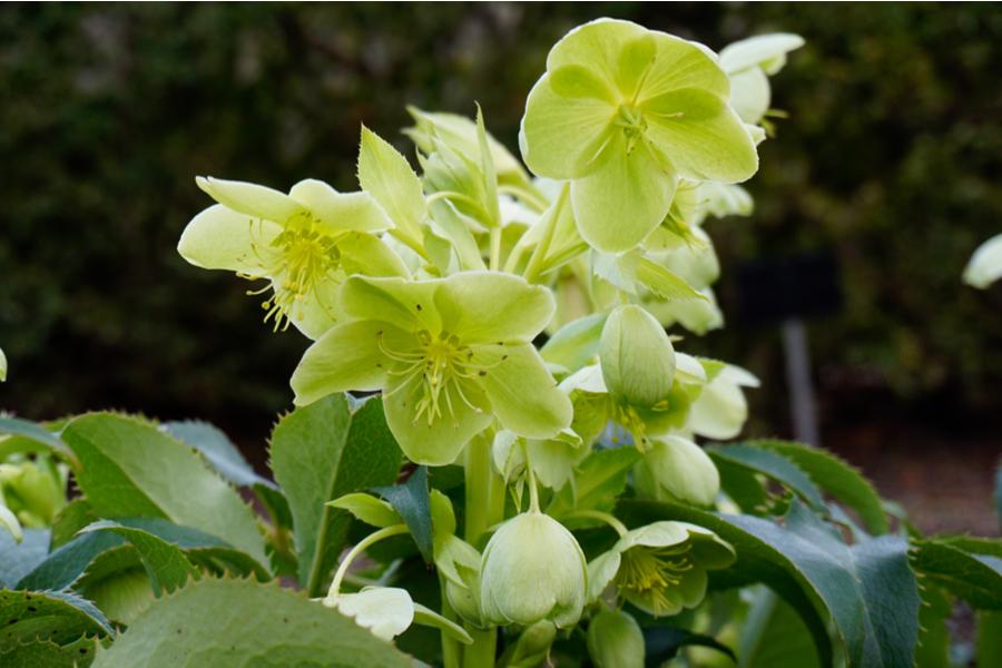 Helleborus Lividus Green Marble (Hellebore) 14cm pot