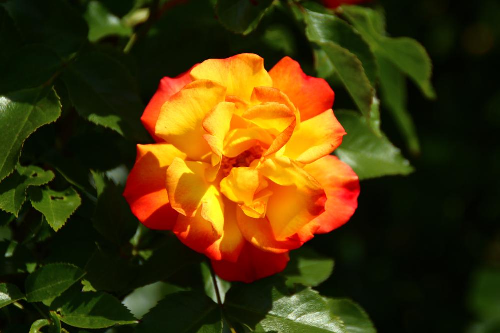 Rose Irish Eyes (bush) 5 Litre Pot Rose of the year 2000