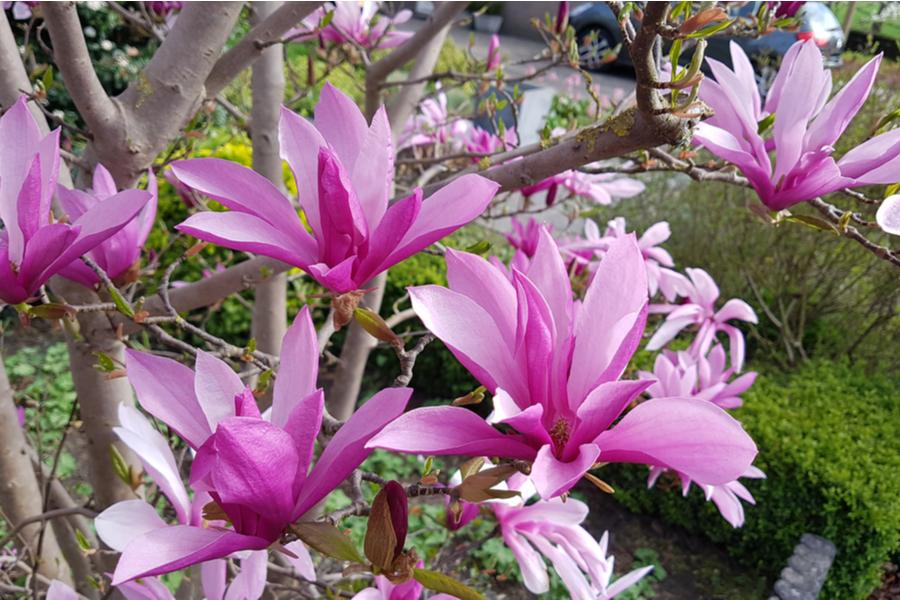 Magnolia Susan - 3lt pot