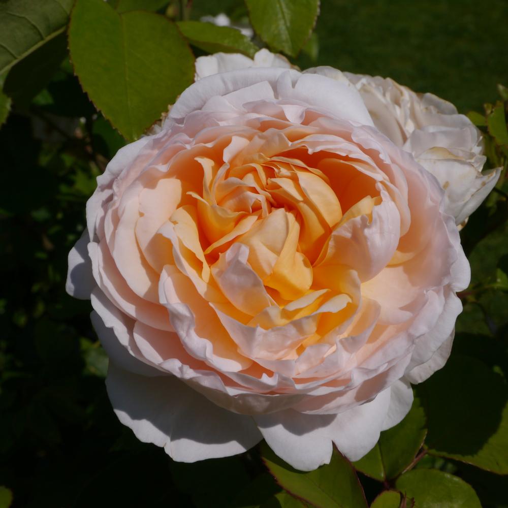 Rose Joie De Vivre (bush) (5 Litre Pot) Rose of the year 2011