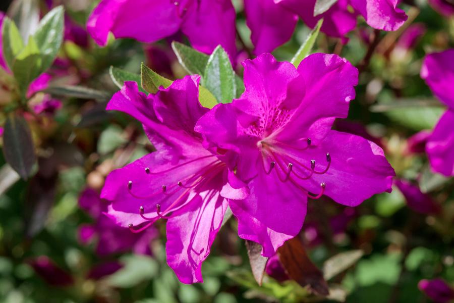 Azalea Japonica Blue Danube (Evergreen) 5lt pot