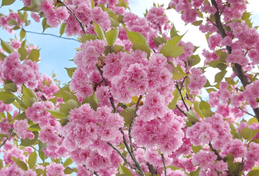 Prunus Kanzan - Pink Flowering cherry 25 litre Pot (Approx. 6 ft high)