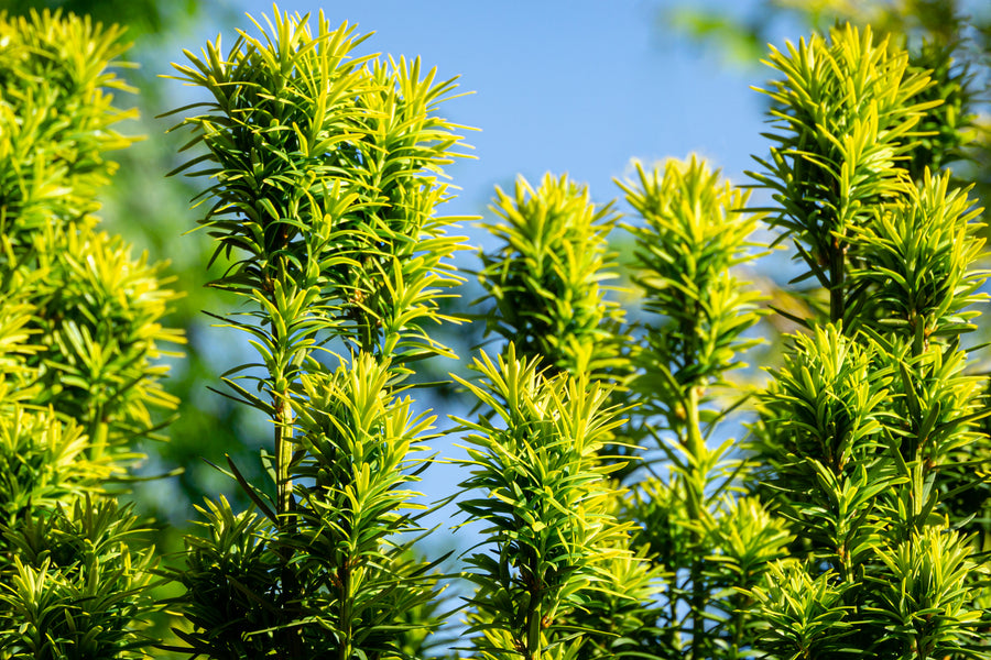 Taxus Baccata Fastigiata David 10lt pot Height 80-100cm