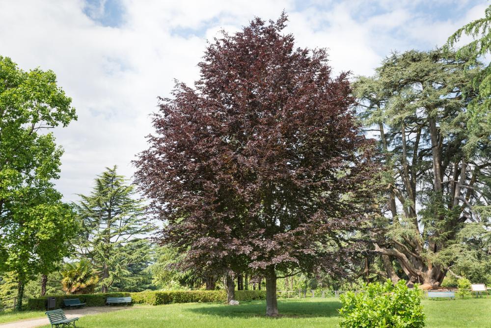 Fagus Sylvatica Purpurea 'Copper Beech' 80 litre 6ft Clear Stem (14-16cm Girth)