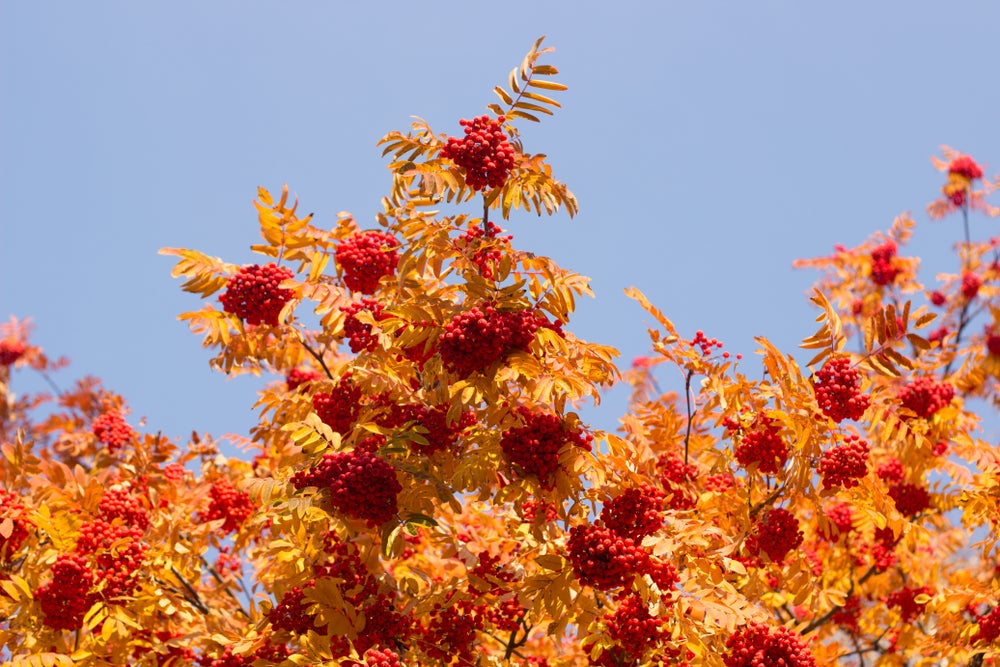 Sorbus Aucuparia Sheerwater Seedling 65 litre Pot (4+ metres)