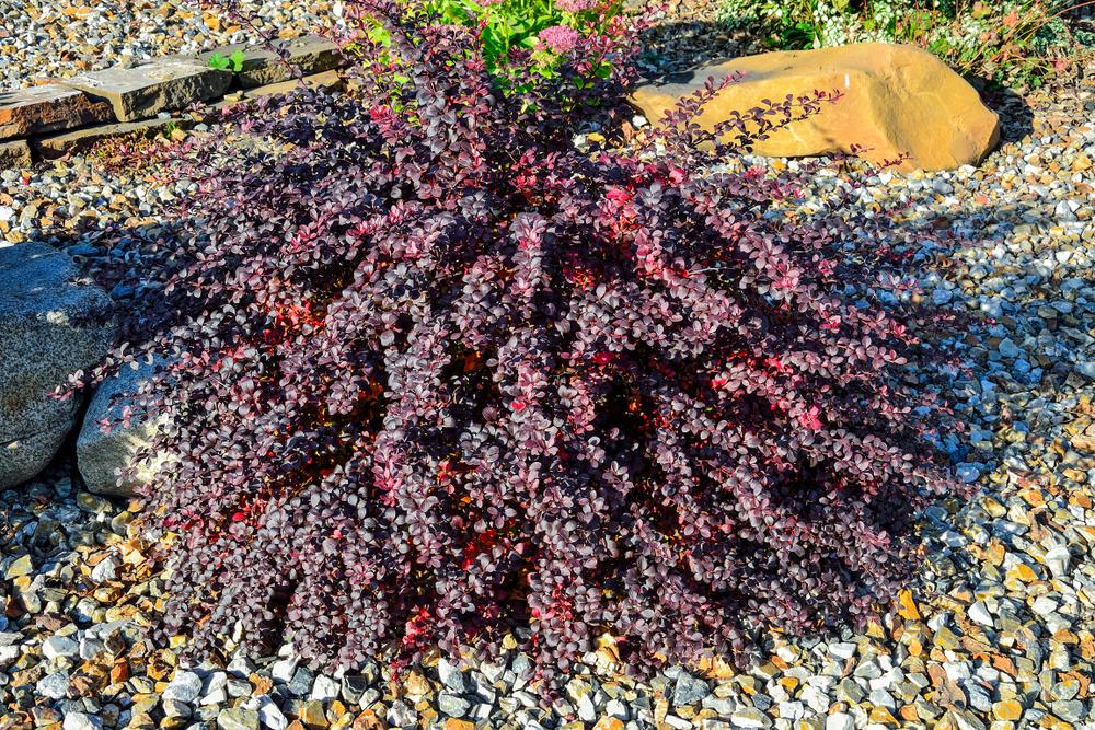 Berberis Atropurpurea Nana (3 Litre Pot)
