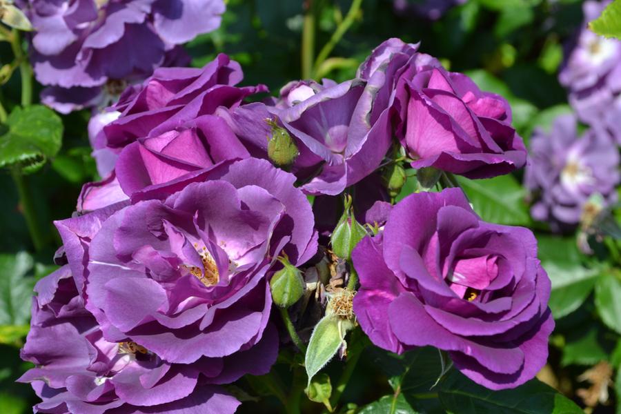 Rhapsody in Blue ‘Bush Rose’ 5Lt pot