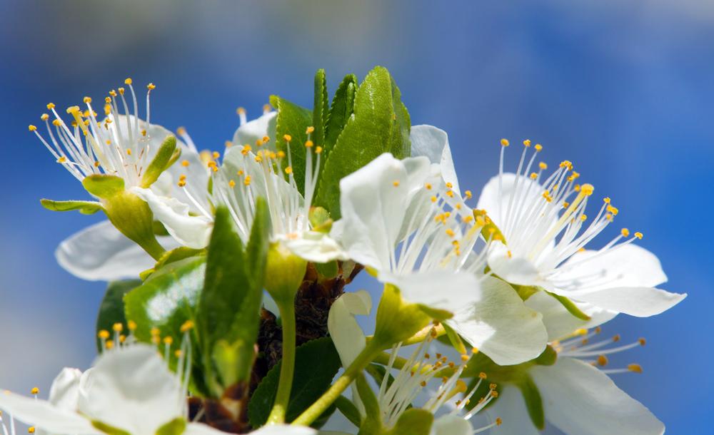 Prunus Merryweather Damson - Damson Plum Tree 2 Year Old Bush