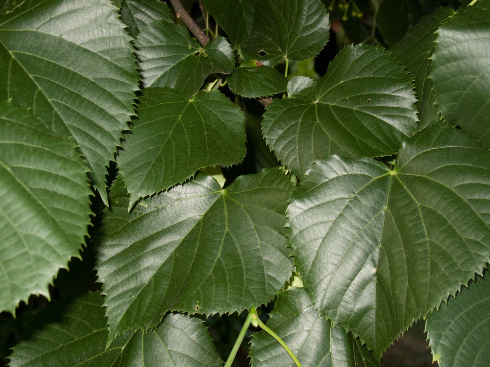 Tilia Greenspire 'Small leaved Lime' 130 litre Pot (25-30cm girth)