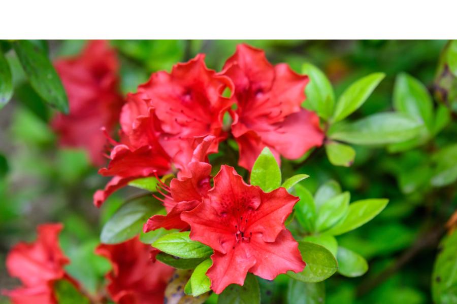 Azalea Japonica Hino Crimson (Evergreen) 5lt pot