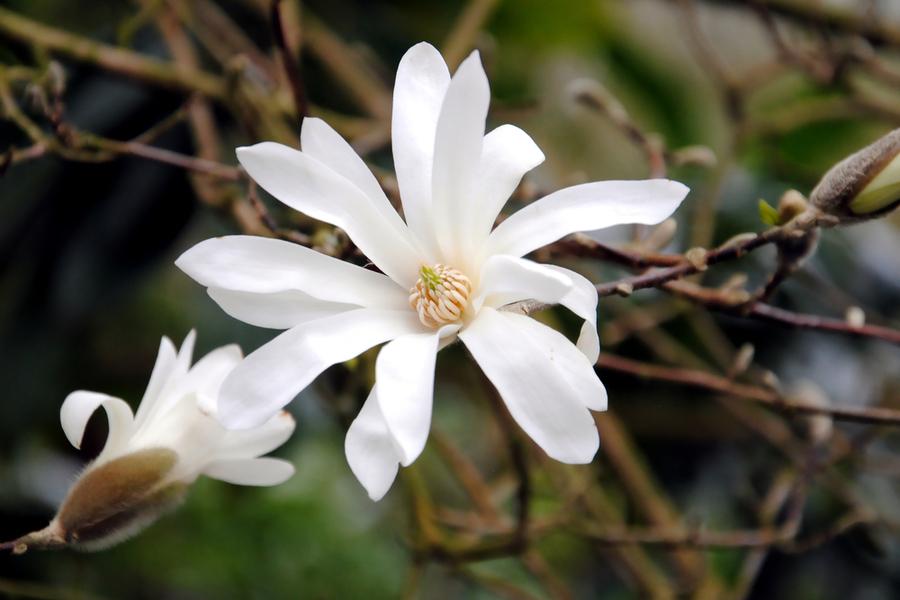 Magnolia Stellata Royal Star 3lt pot