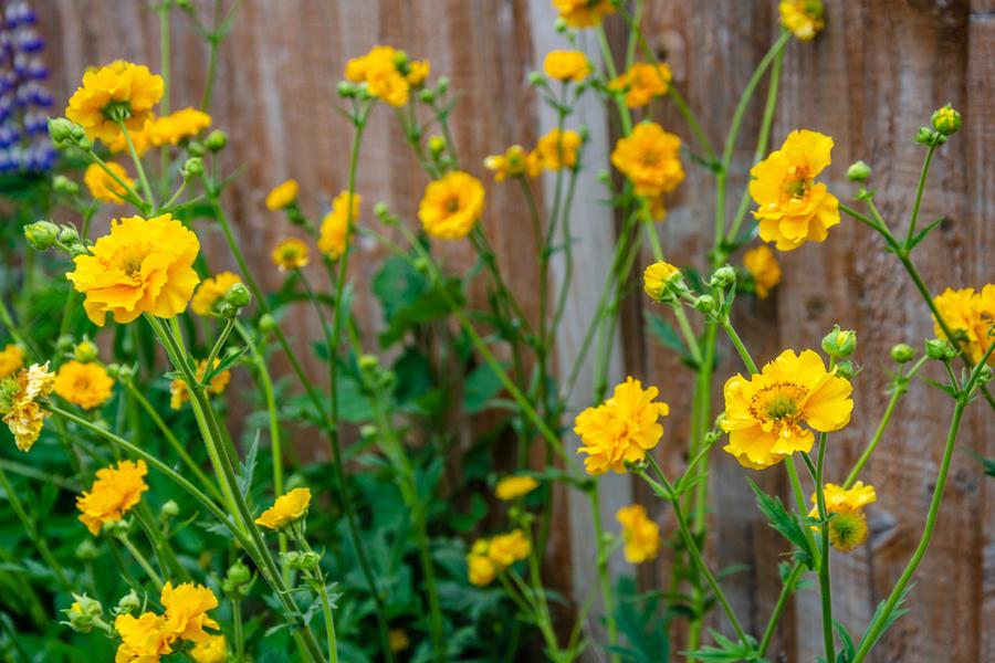Geum ‘Lady Stratheden’ 3Lt pot