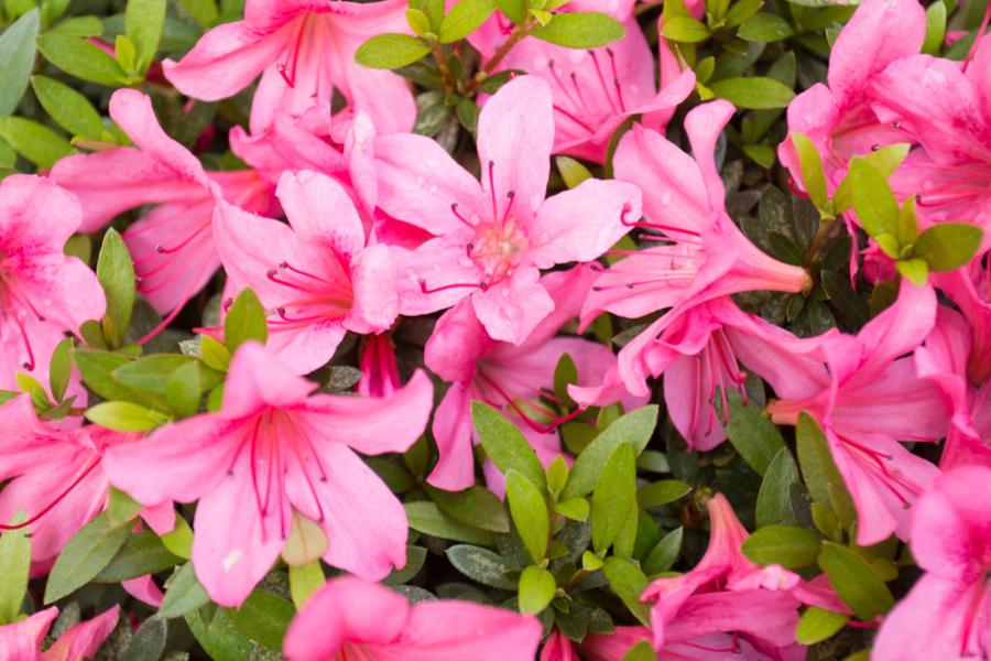 Azalea Japonica Madame Van Hecke (Evergreen) 5lt pot