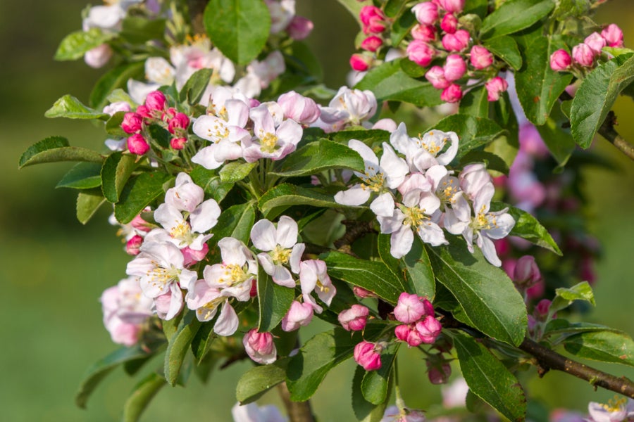 Malus Golden Hornet 12 litre pot (175-200cm)