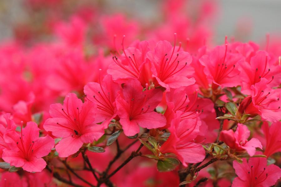 Azalea Japonica Thierry (Evergreen) 5lt pot