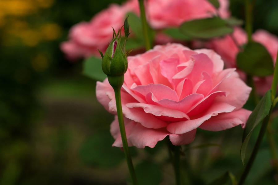 You’re Beautiful ‘Bush Rose’ 5Lt pot