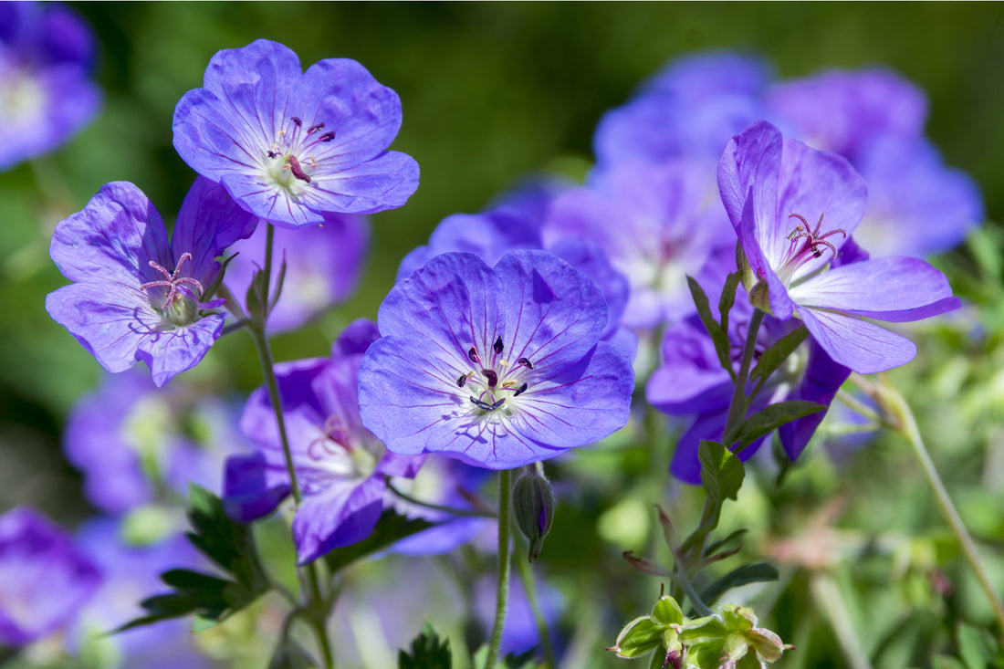 Flowers for your Garden Centre