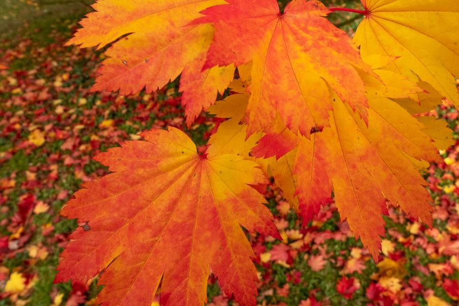 Woodland Expansion Scheme Tree Mix (60-90cm) 25 per bundle