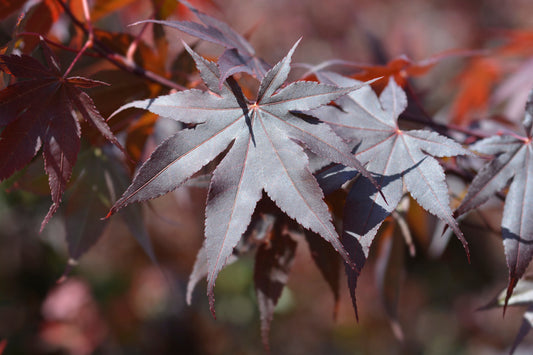 Acer Palmatum Bloodgood  Specimen 50 Litre 125-150cm