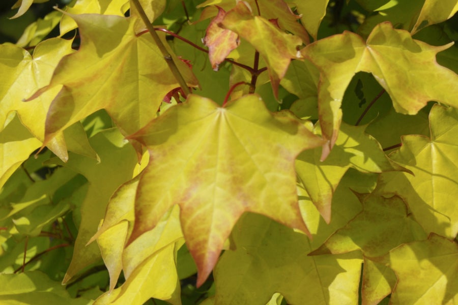Acer Cappadocicum Aureum 12 litre pot (150-175cm)
