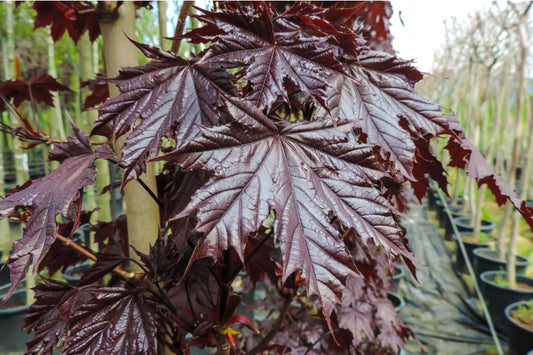 Acer Crimson Sentry (Upright Purple Leaved Maple) 45 litre pot (8-10cm girth)