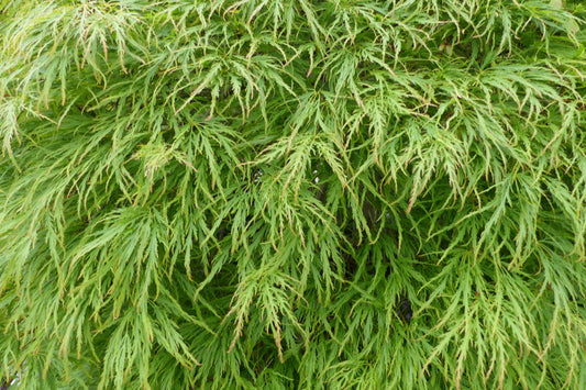 Acer Dissectum 5 Litre Pot Ht 70-80cm