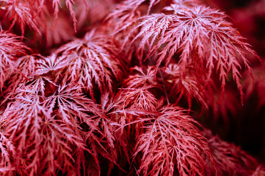 Acer Dissectum Garnet Standard on 90cm Stem 40-50cm Head 30 Litre Pot