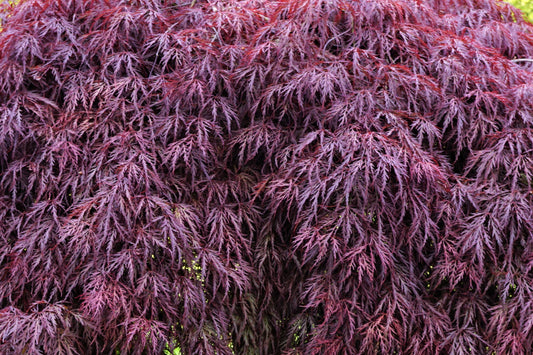 Acer Dissectum Inaba Shidare Standard on 90cm Stem 40-50cm Head 30 Litre Pot