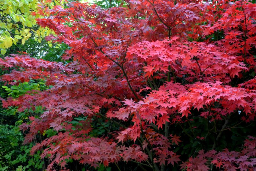 Acer Palmatum Bloodgood  Specimen Extra 80 Litre 150-175cm