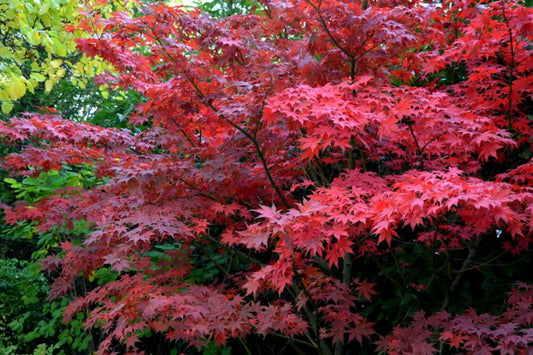 Acer Palmatum Bloodgood  Specimen Extra 80 Litre 150-175cm