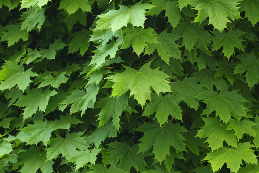 Acer Platanoides  45 Litre (12-14cm Girth)