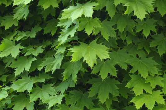 Acer Platanoides  45 Litre (12-14cm Girth)
