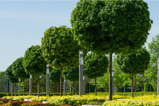 Acer Platanoides Globosum 130 Litre (18-20cm Girth)
