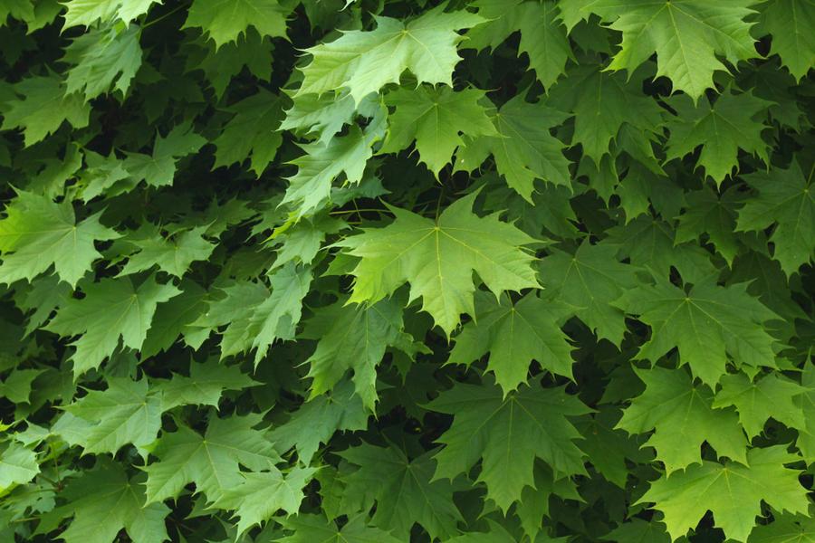 Acer Platanoides Emerald Queen 130 Litre (18-20cm Girth)