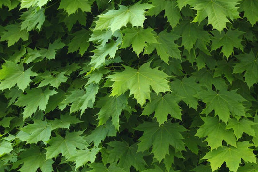Acer Platanoides Emerald Queen 130 Litre (18-20cm Girth)