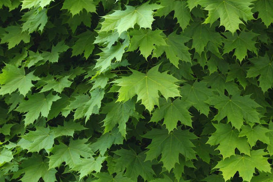 Acer Platanoides Emerald Queen 230 Litre (25 - 30cm Girth)