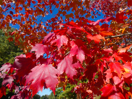 Acer Platanoides Pacific Sunset  - 80 Litre (14-16cm Girth)