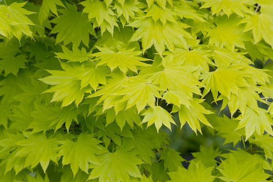 Acer Shirasawanum Aureum 10 Litre Pot Ht 60-70cm
