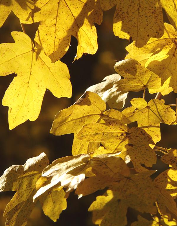 Acer Campestre (Field Maple) [40-60cm] Order in Multiples of 25