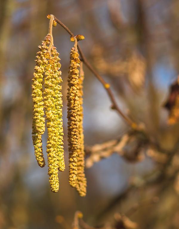 Alnus Glutinosa (Alder) [60-90cm] 25 per bundle