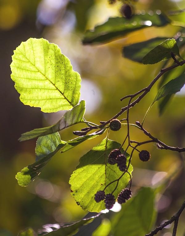 Alnus Glutinosa (Alder) [60-90cm] 25 per bundle